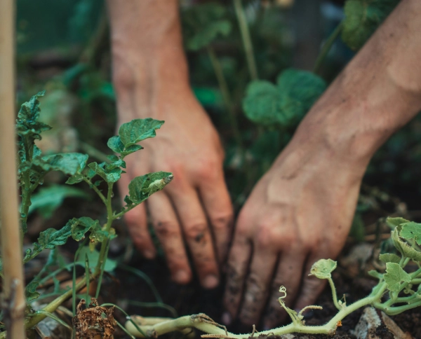 hands digging in the ground around plants