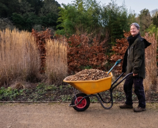 Sue walking with a yellow wheelbarrow full of woodchip